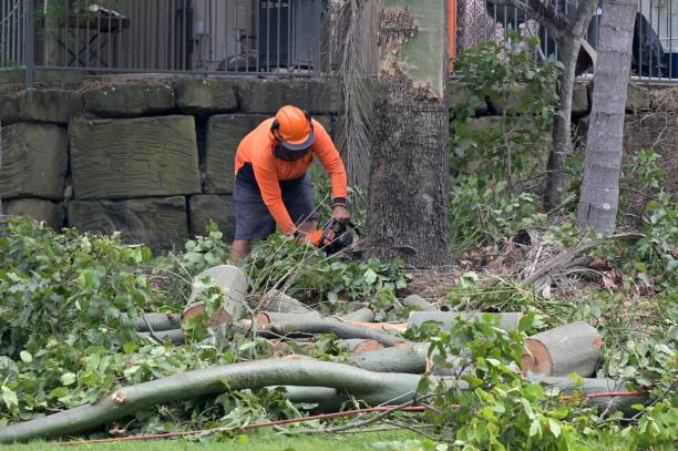 Best Tree Cabling and Bracing  in Home, WA